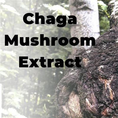 Hva er fordelene med Chaga Mushroom Extract?-Noe du trenger å vite om Chaga M...